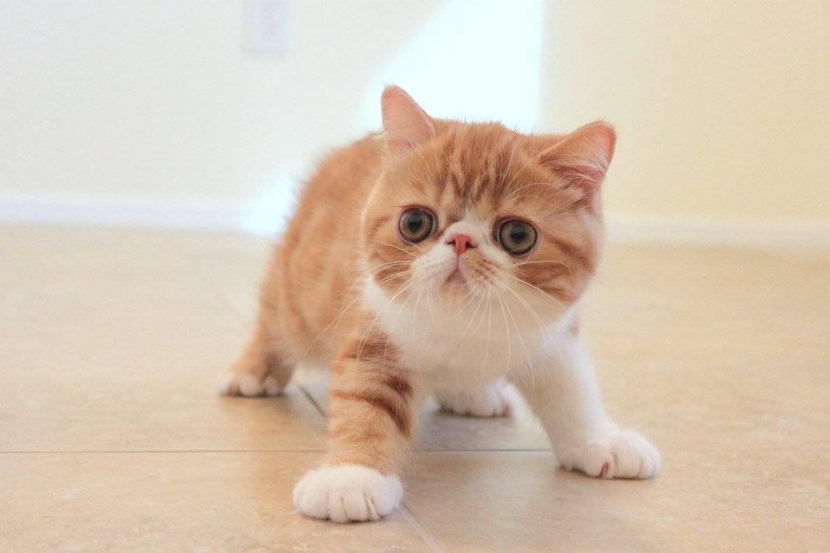 Экзотическая кошка (кот экзот)