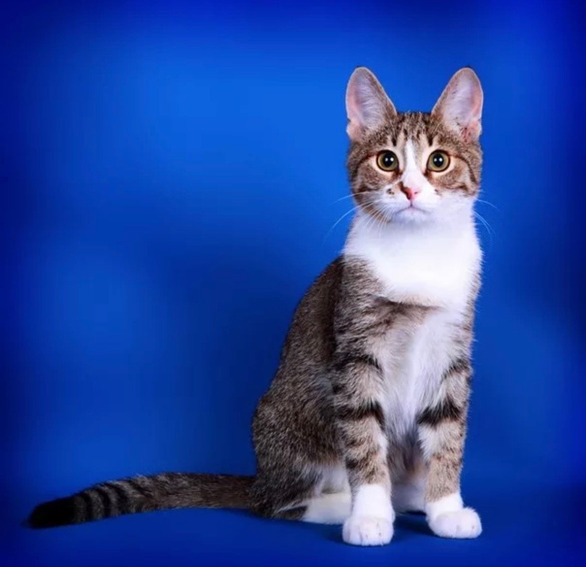 Бразильская короткошерстная кошка