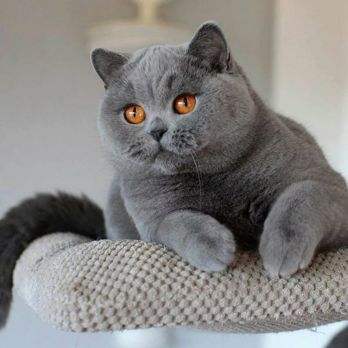 Британский короткошерстный кот