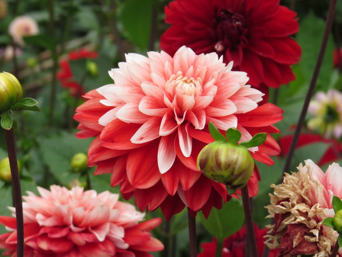 Георгины Dahlia