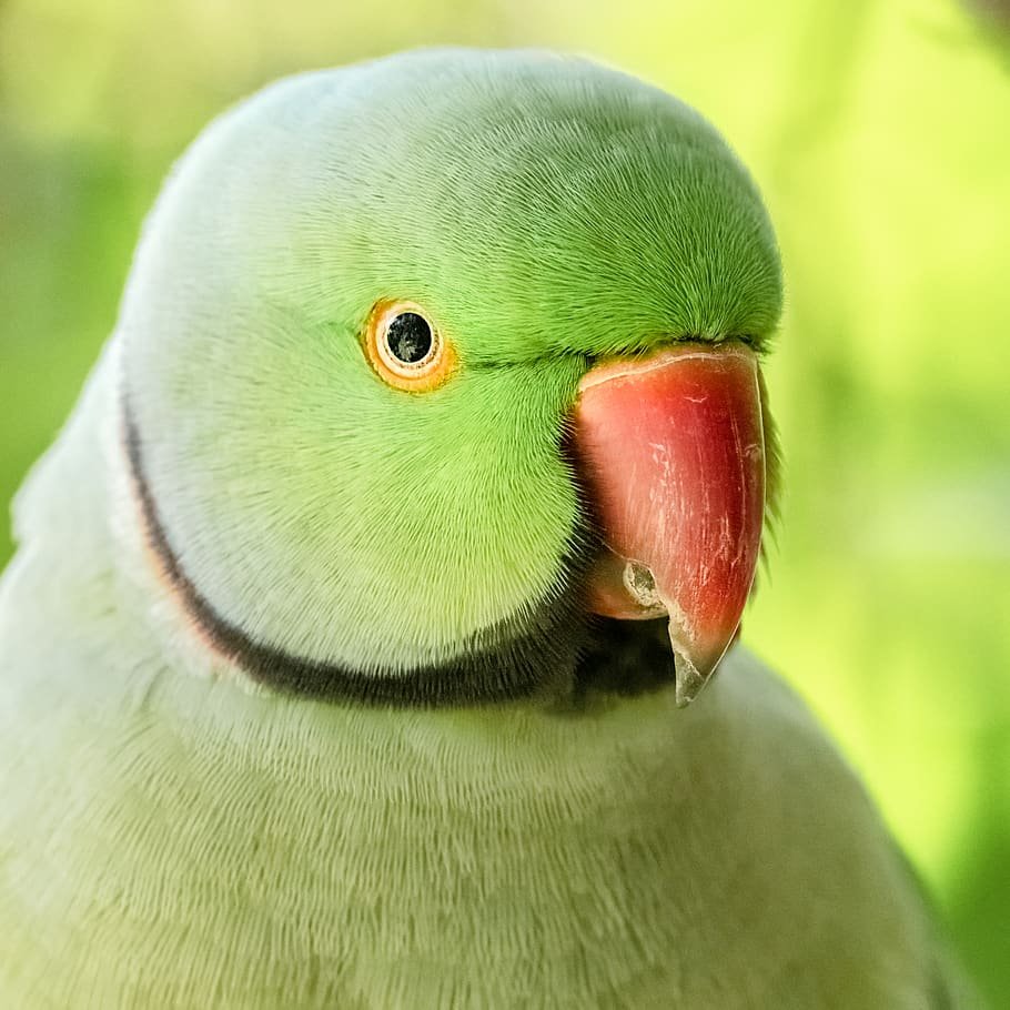 Ringneck Parrot