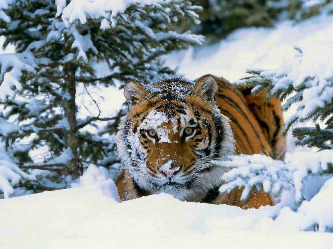 Амурский тигр Panthera Tigris altaica