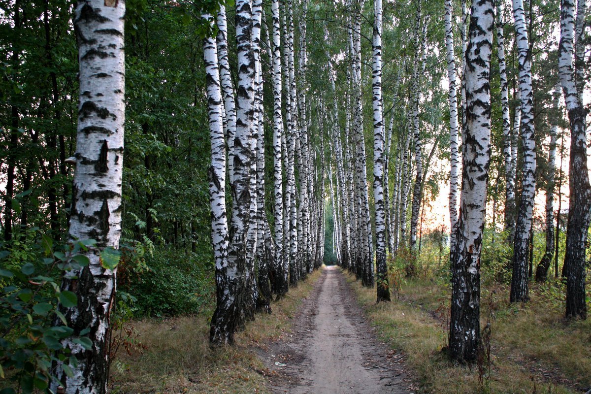 Березовая роща Ясная Поляна