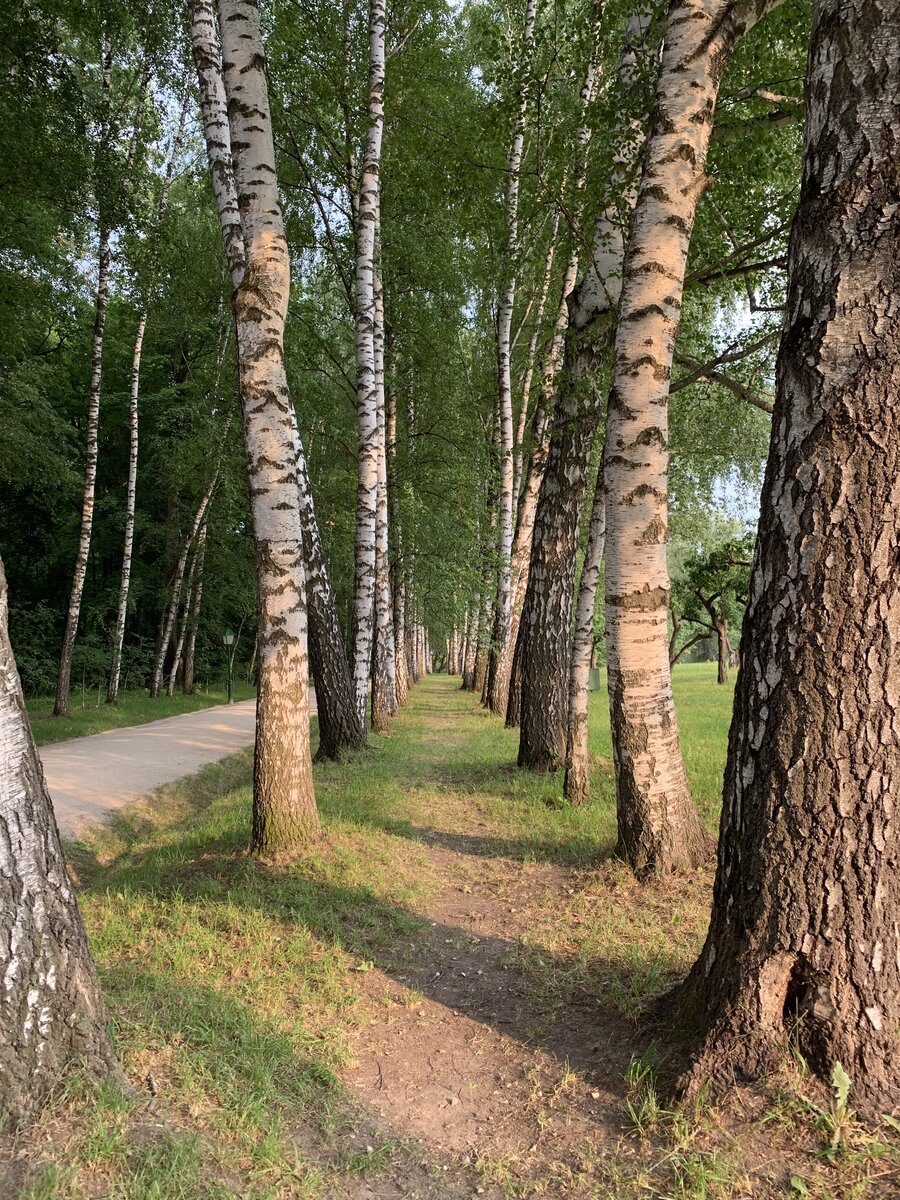 Прешпект Ясная Поляна