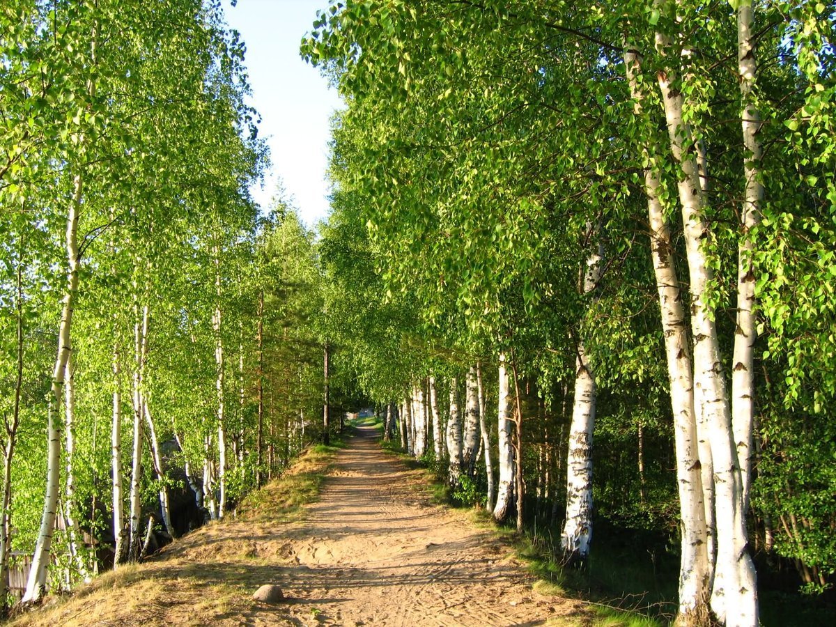 Ясная Поляна березовый Прешпект