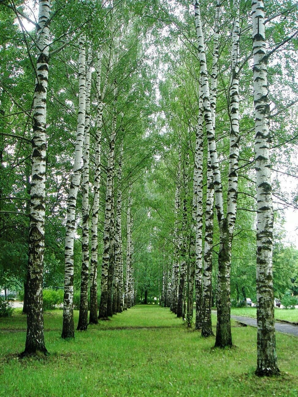 Березовая аллея Березка