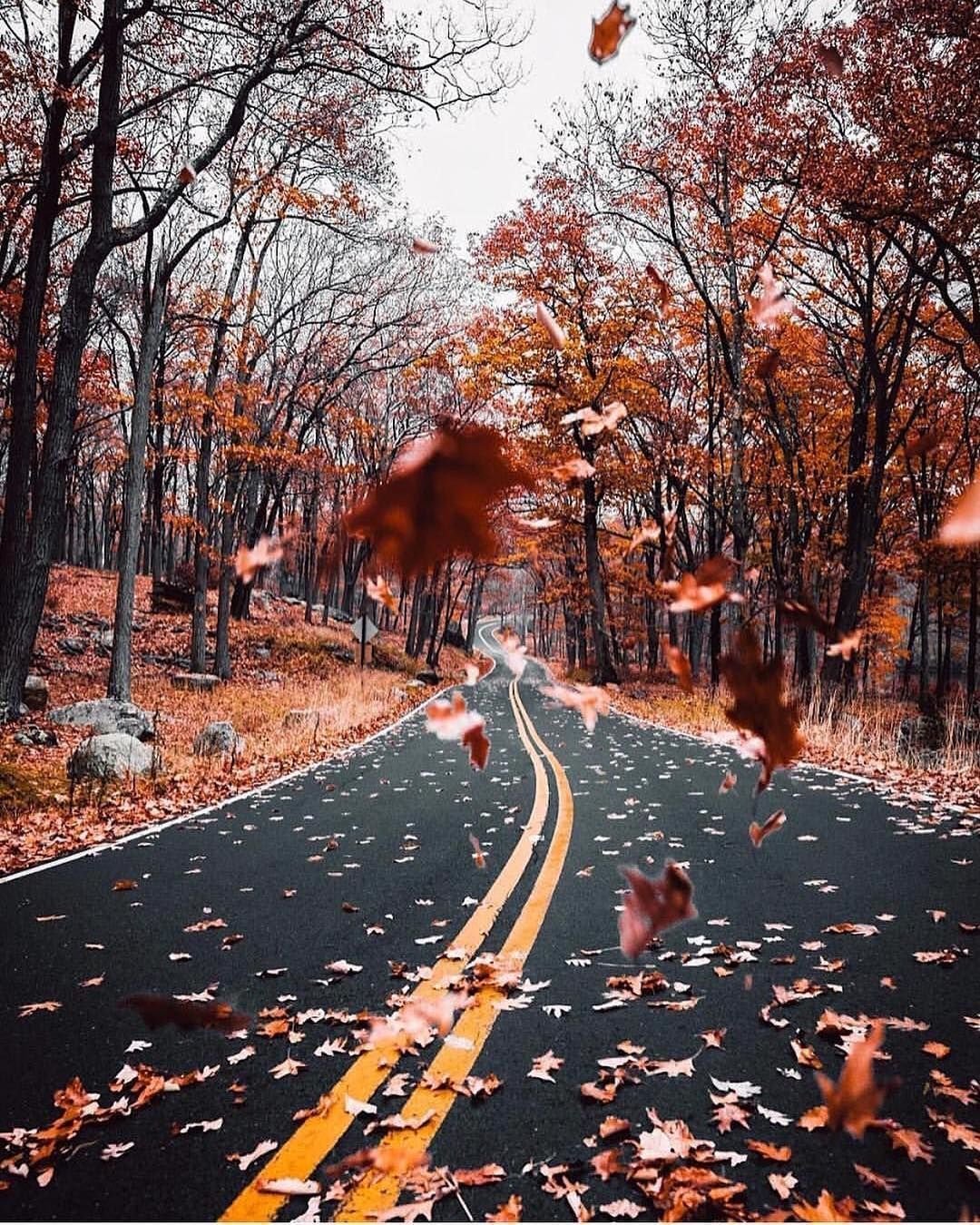 Дорога в осень