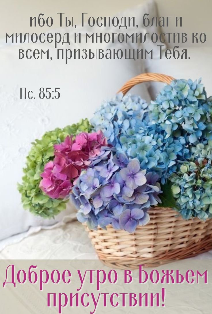 Доброе утро гортензии
