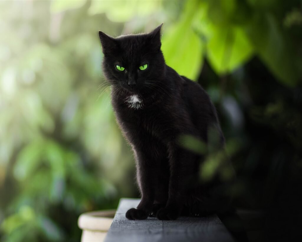 Чёрный кот