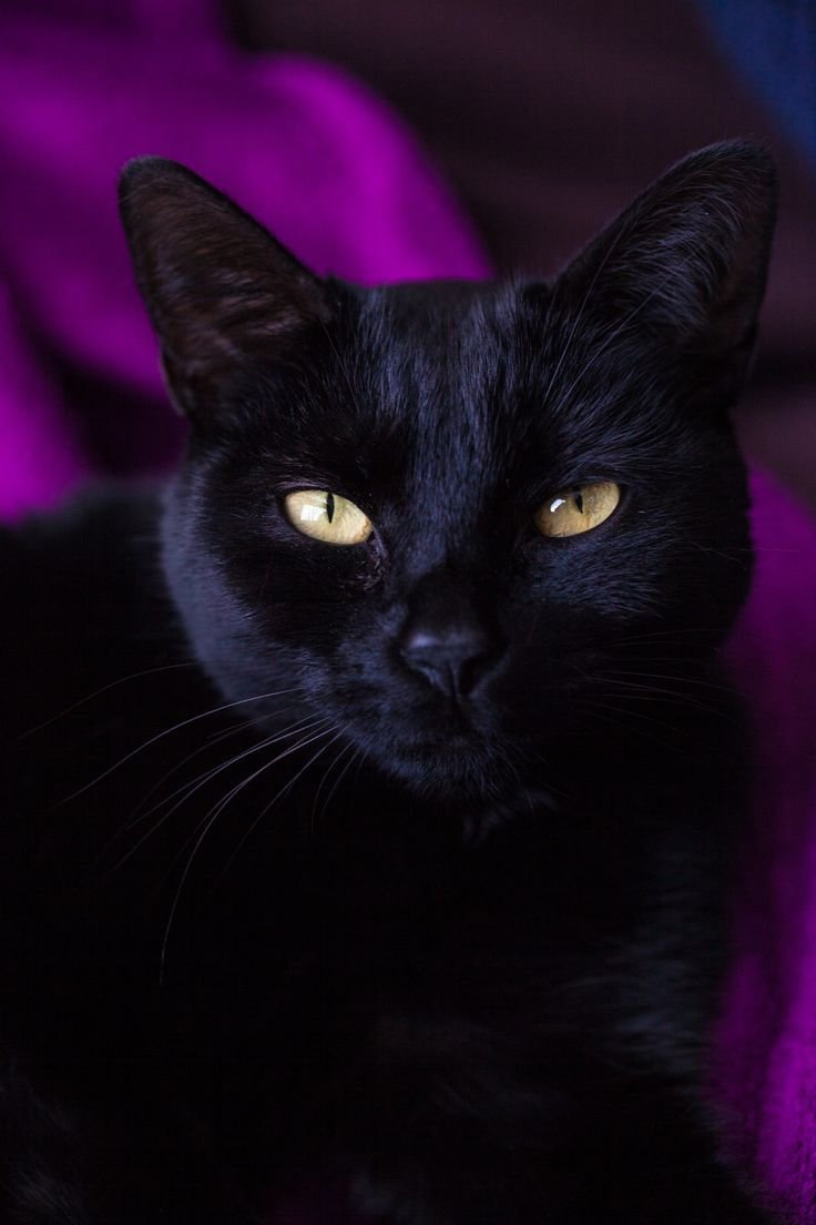 Красивая черная кошка