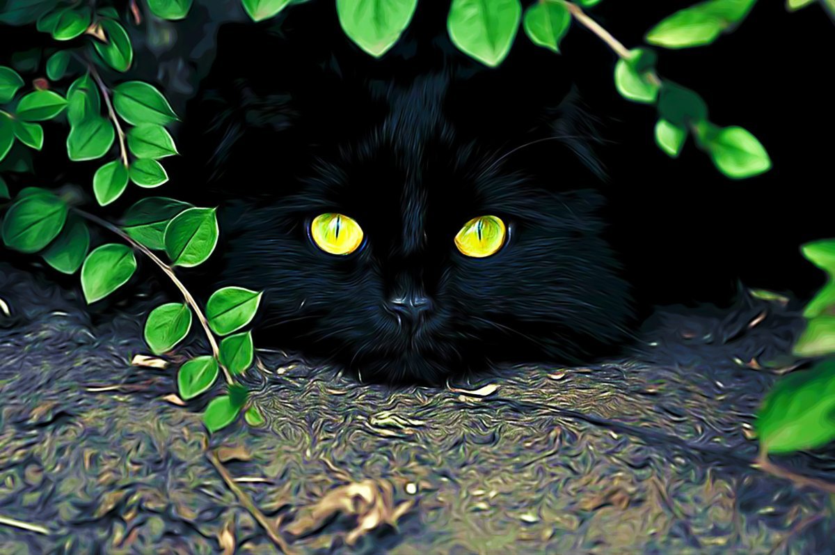 Черная кошка 11. Черные коты. Красивый черный кот. Красивые черные коты. Красивая черная кошка.