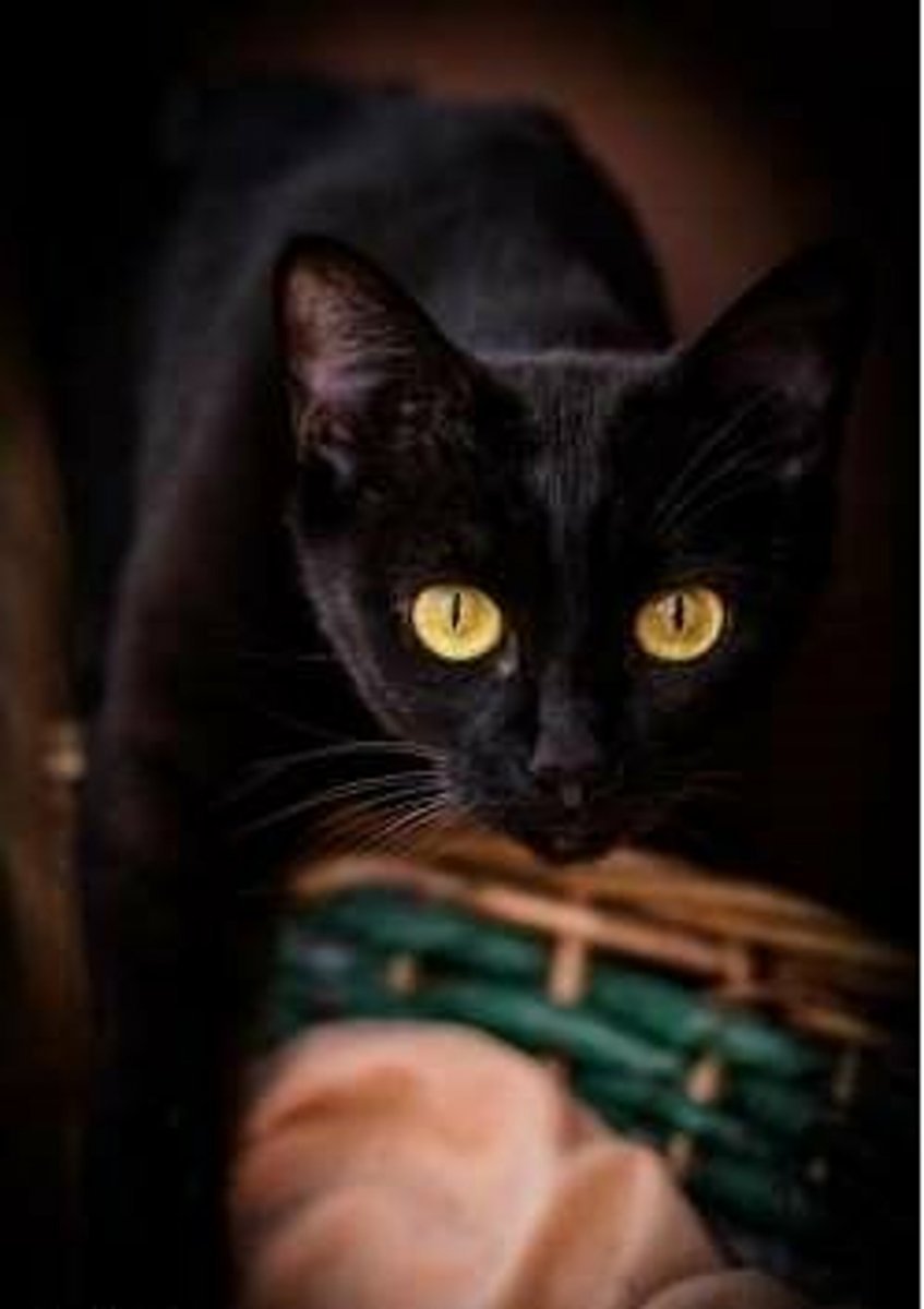 Чёрный кот