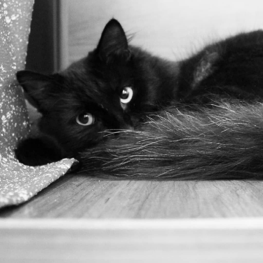 Обиженная черная кошка