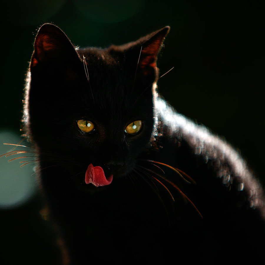 Черная кошка