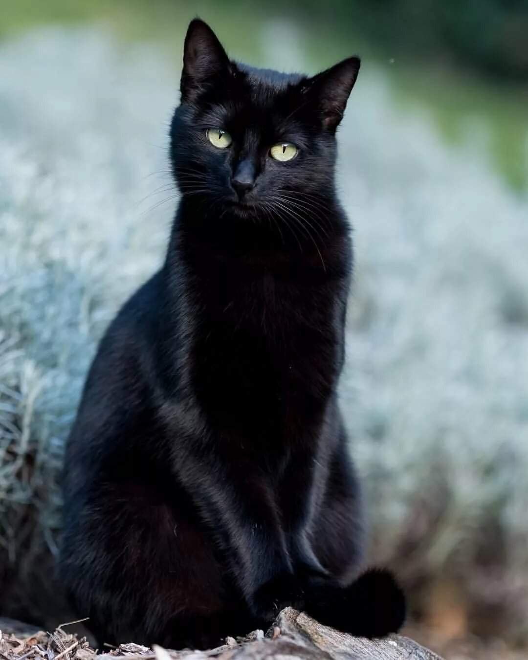 Бомбейская кошка черно белая