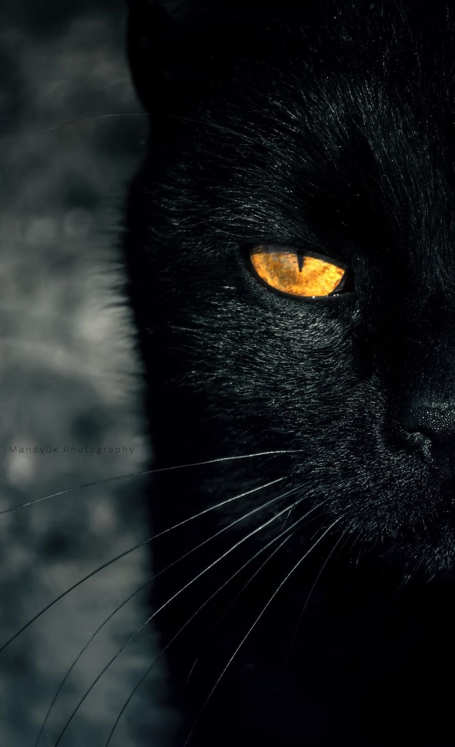 Красивая черная кошка