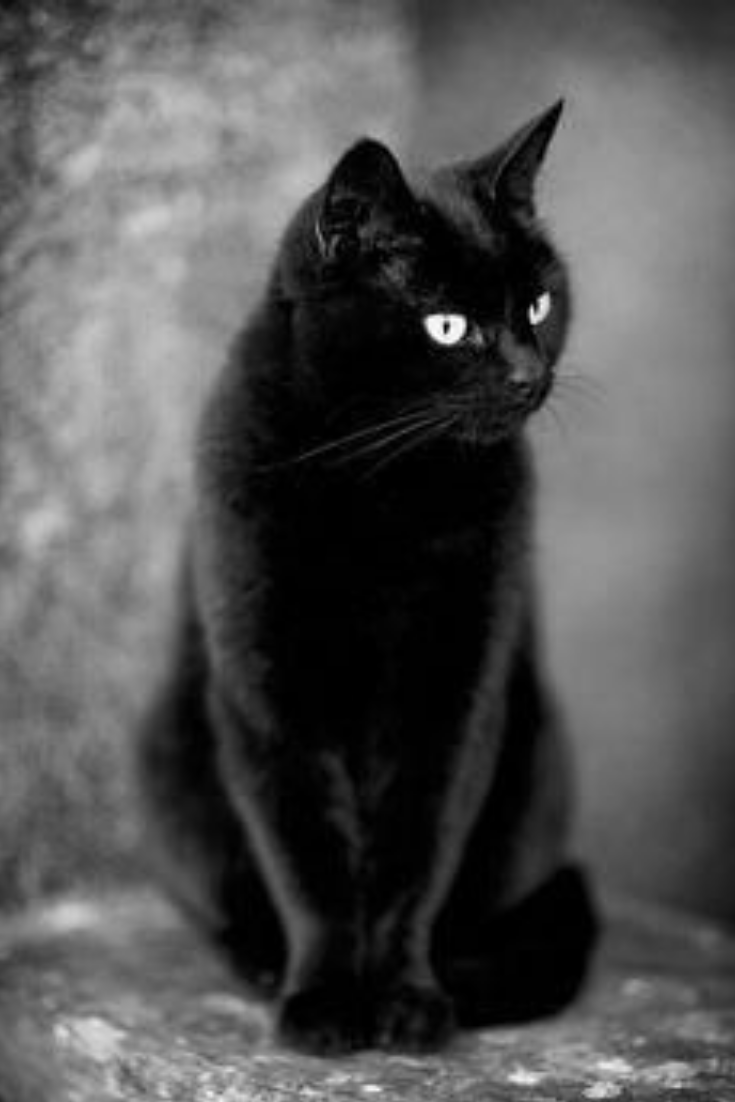 Красивая черная кошка