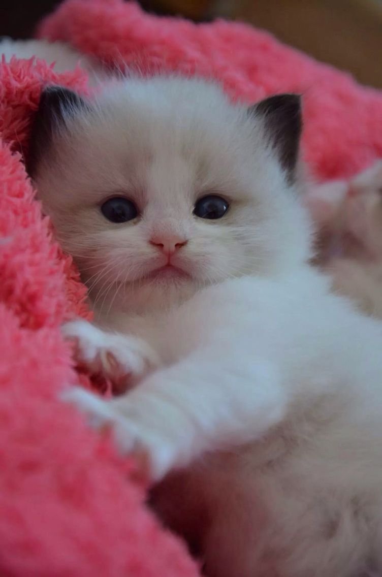 Маленькие котяры