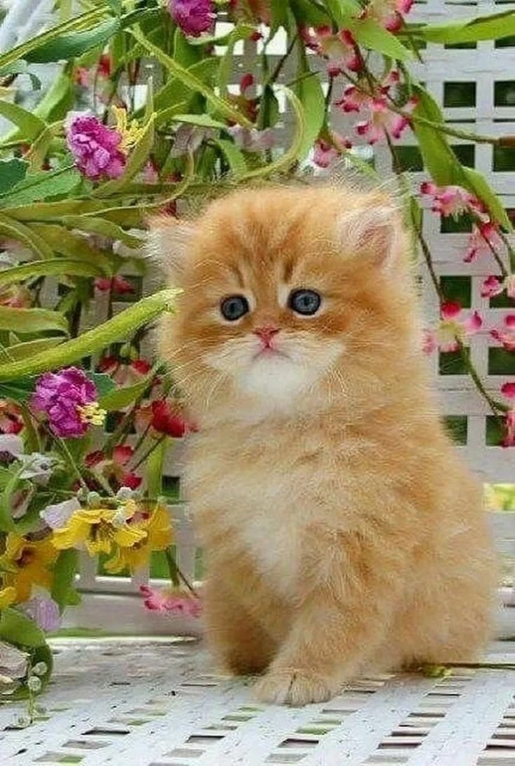 Красивые котики