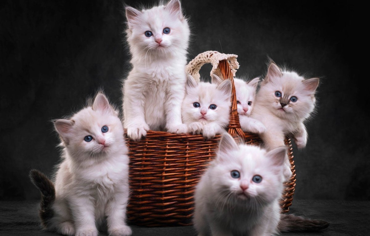Милые котята
