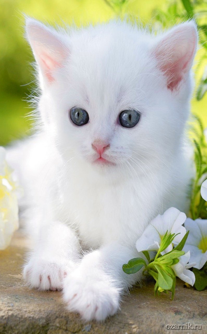 Красивые кошечки