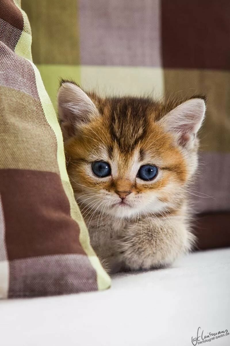 Милая кошка