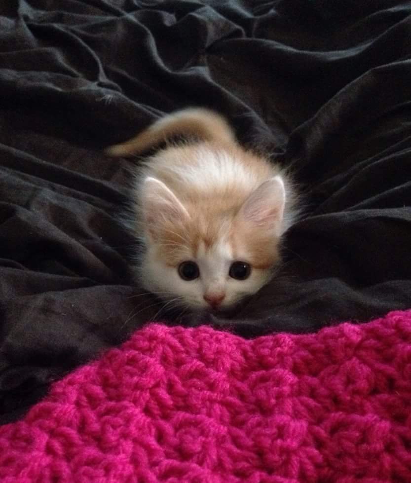 Красивые маленькие котики