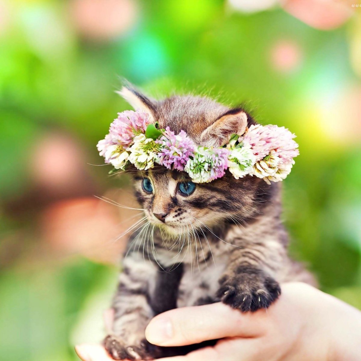 Котенок венок