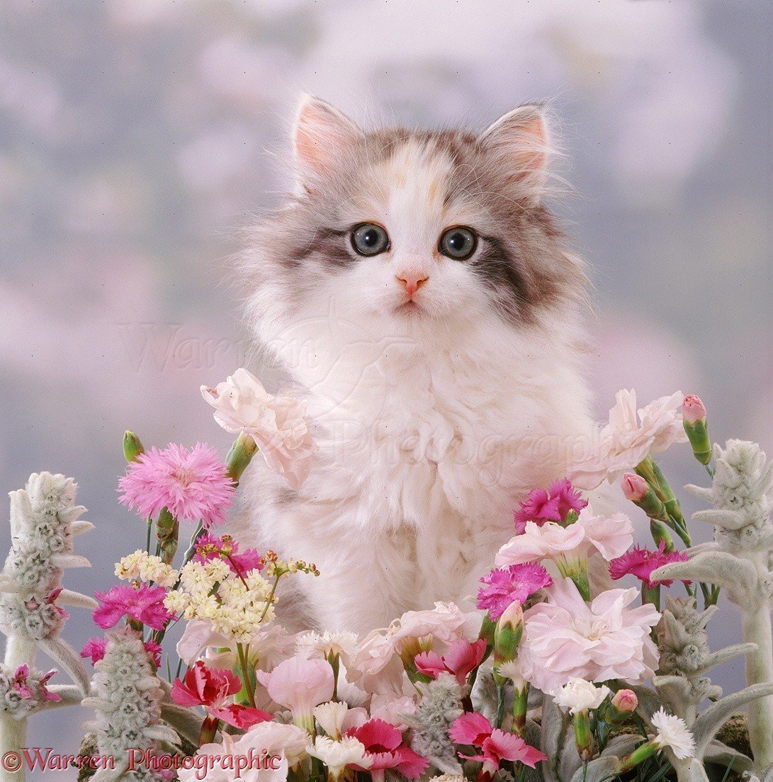 Кошечка в цветах