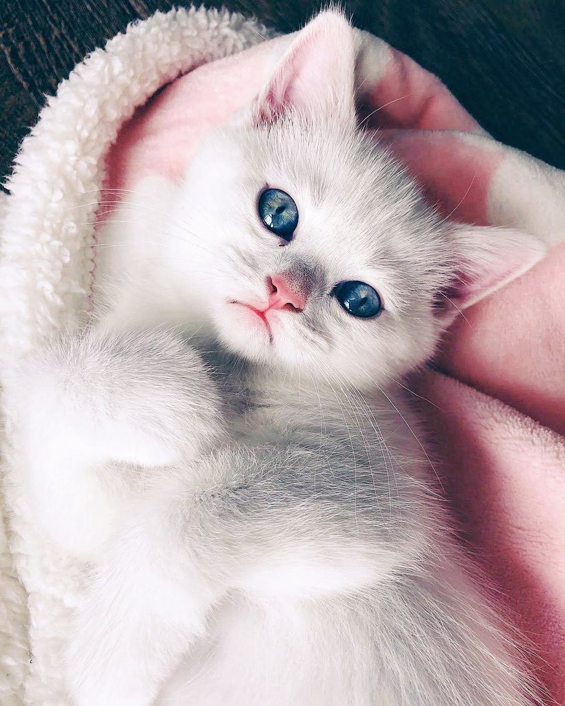 Милые кошечки