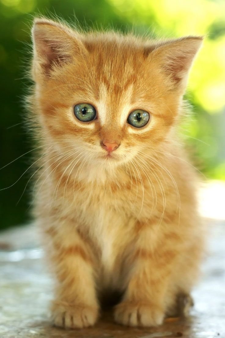 Рыженький котенок