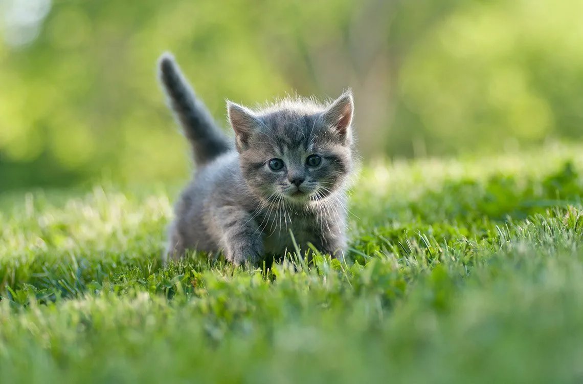 Серенький котенок