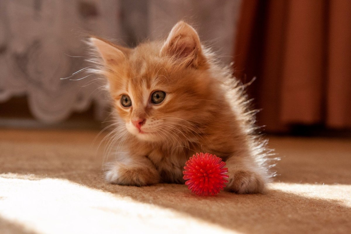 Маленькие котики