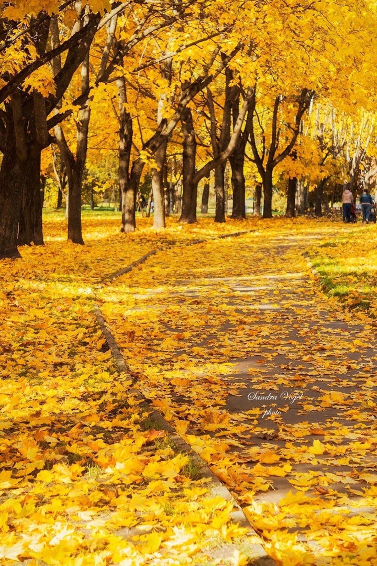 Золотой олень