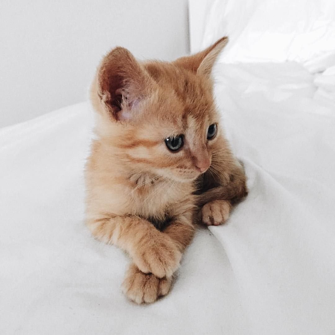Сиамский котенок пушистый рыжий