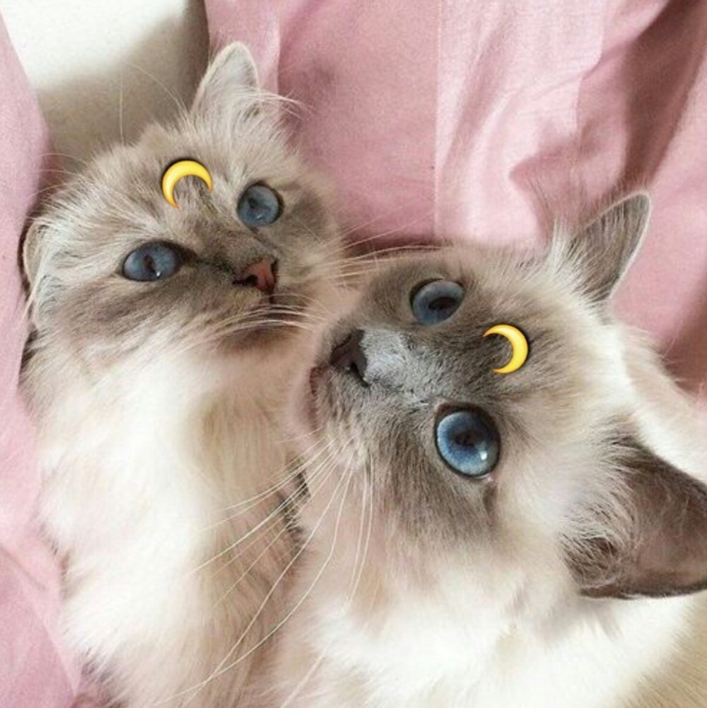 Парные котики