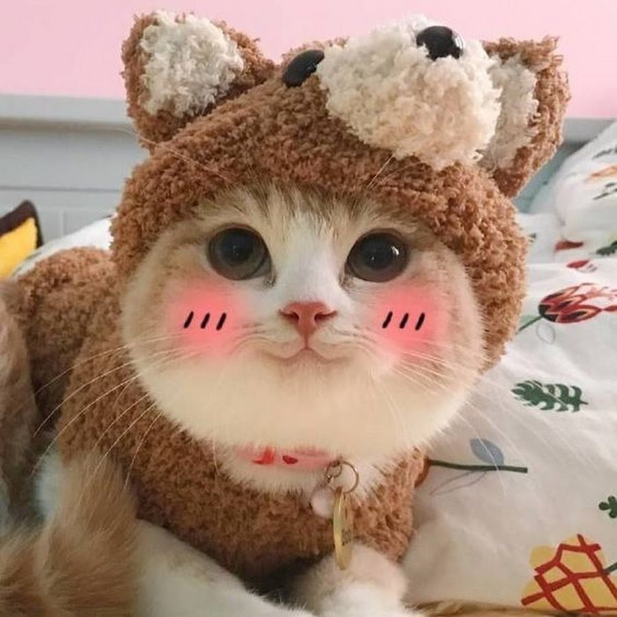 Милые котики в шапках