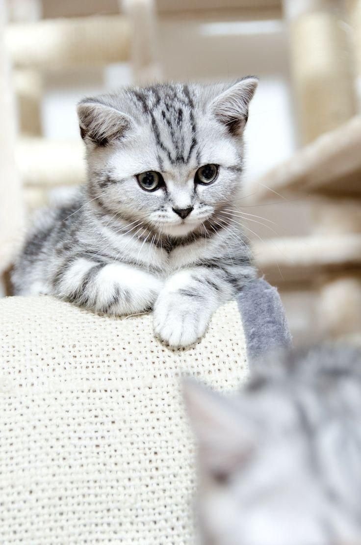 Красивые серые котята