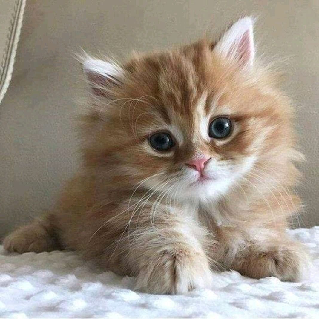 Рыжий пушистый котенок