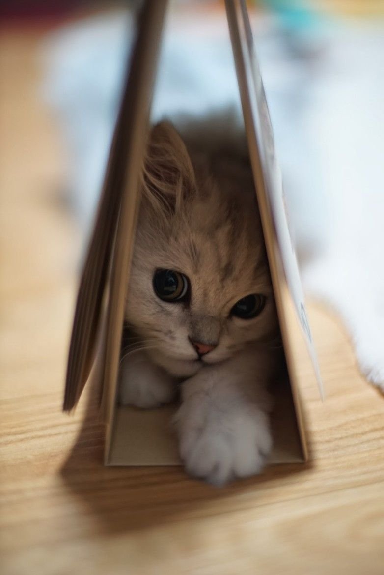 Самые мимимишные котики