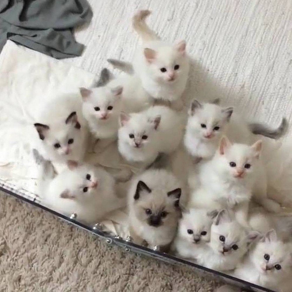 Очень много котят