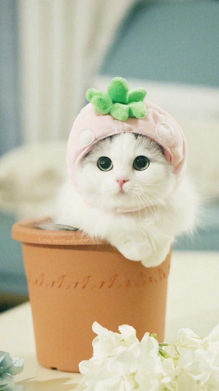 Няшный кот