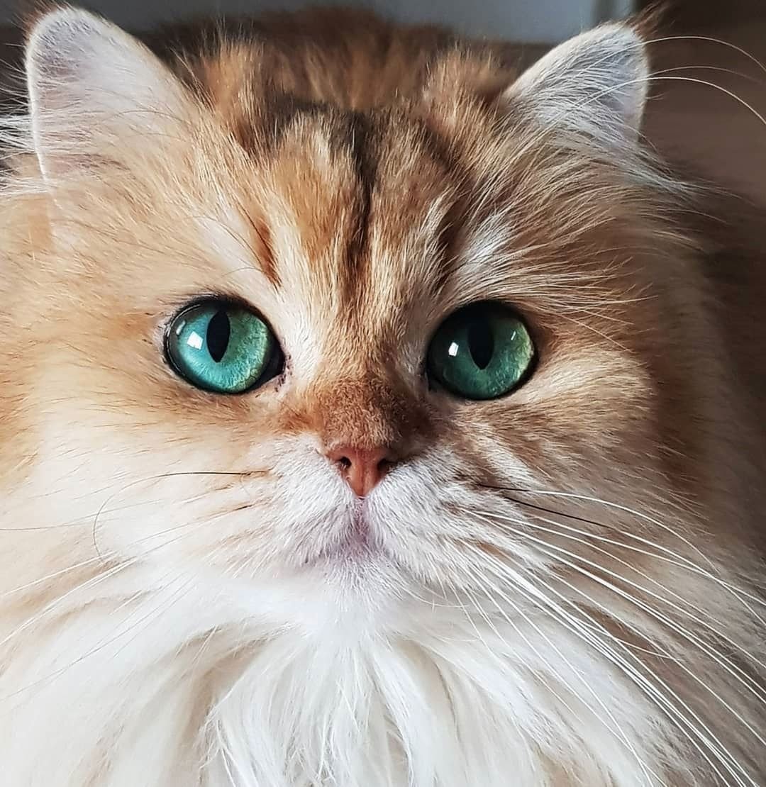 Красивые котики