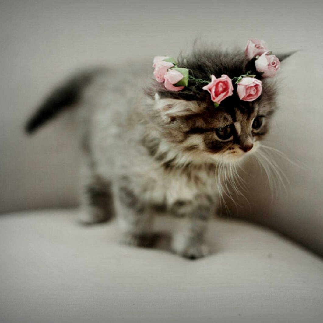 Котенок с бантиком на голове