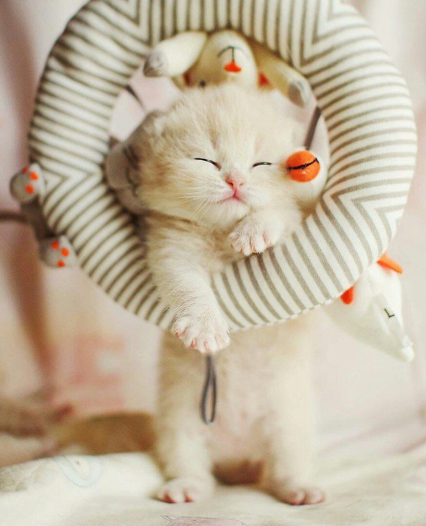 Милые домашние котики