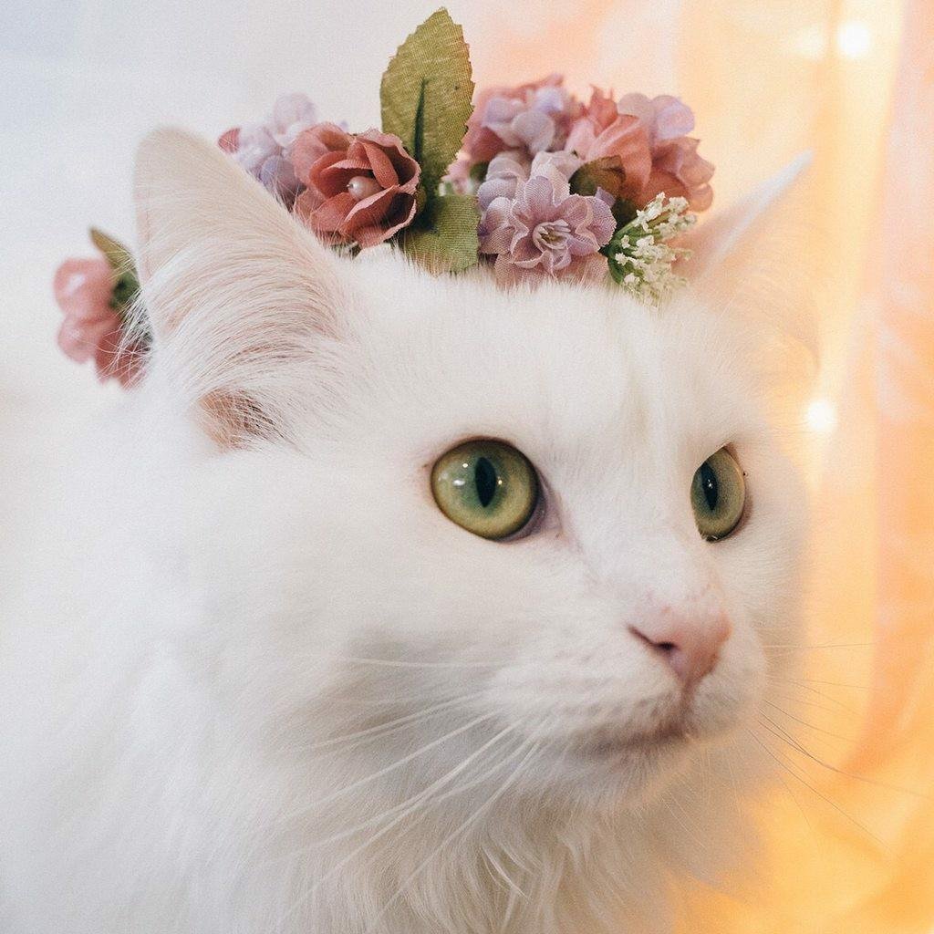 Кошка в венке из цветов