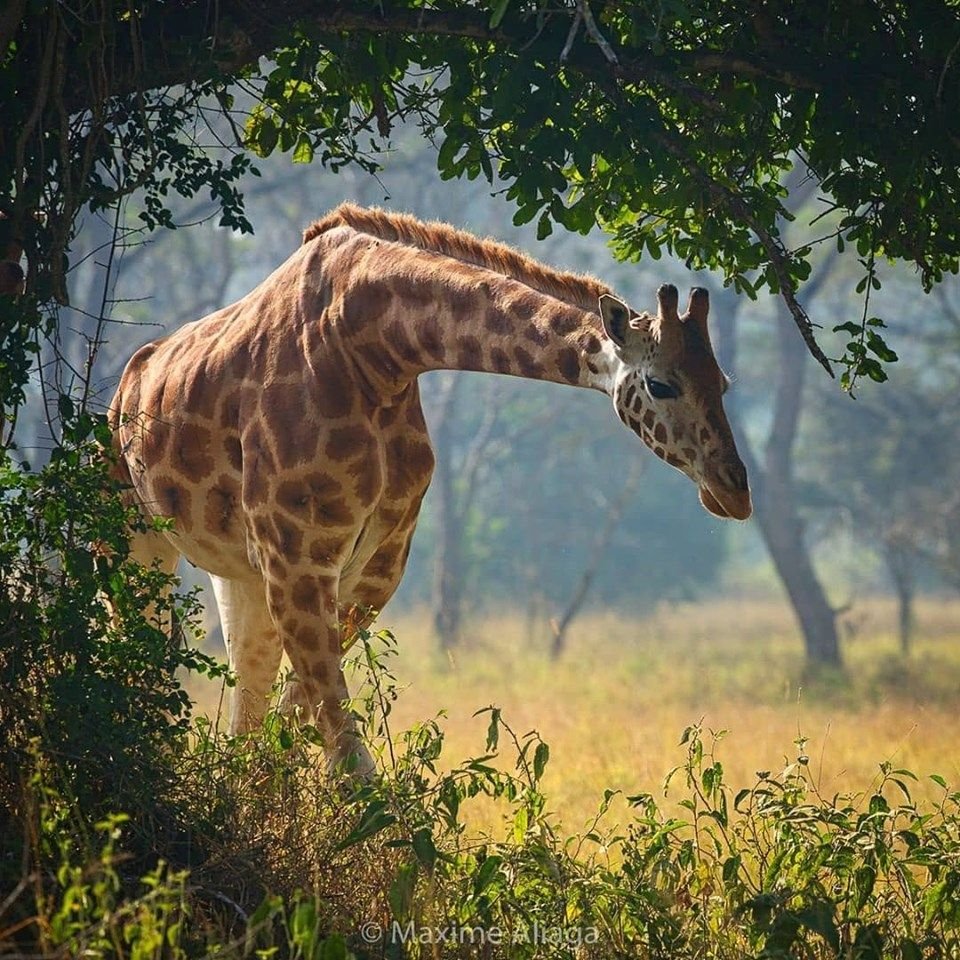 Чудо пазлы Giraffes in Kenya Africa