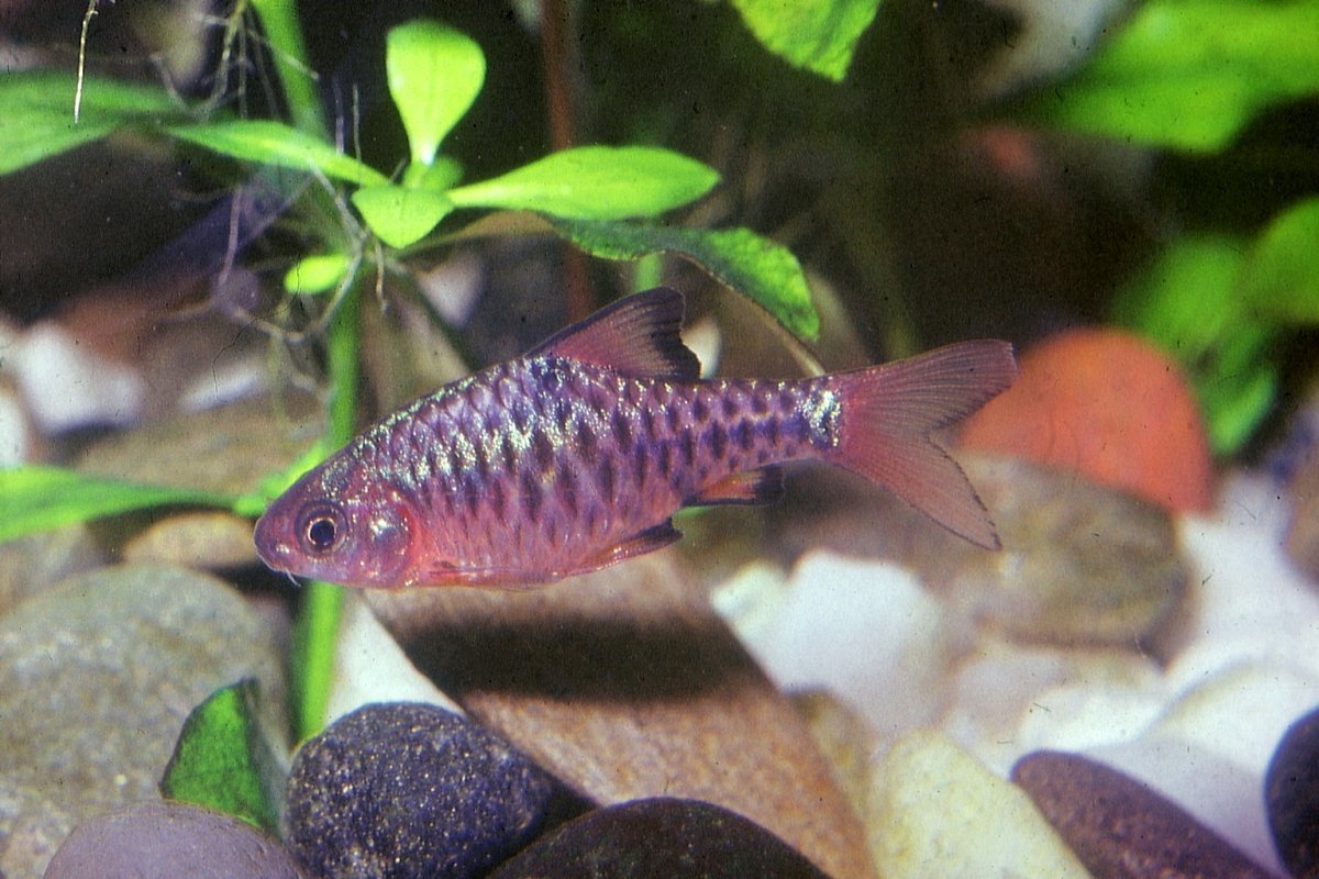 Барбус олиголепис (Oliotius oligolepis)