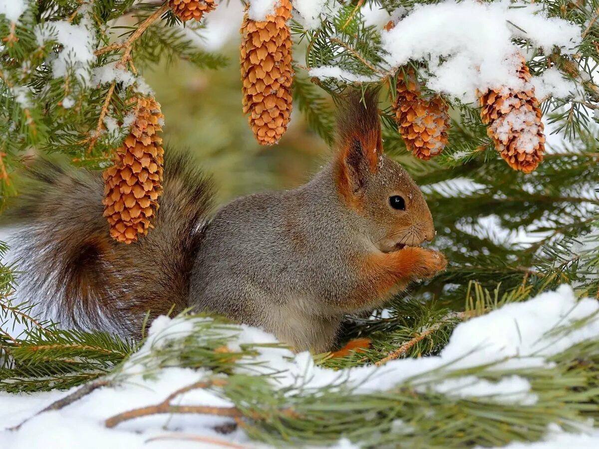 Животные зимой
