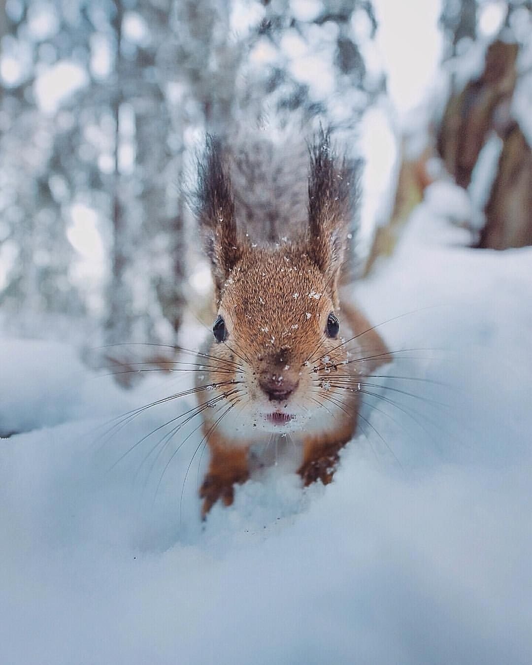 Зимние животные